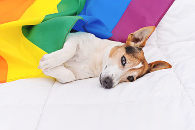 High angle view of dog resting on bed