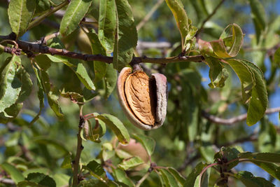 Close-up of fruits growing on tree