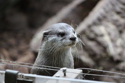 Close-up of an animal