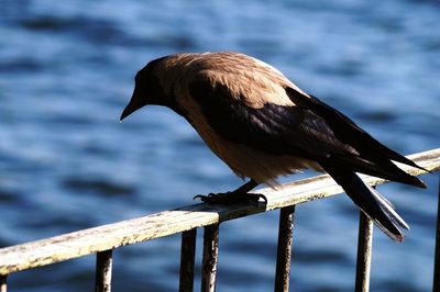 Close-up of raven perching on railing against lake