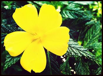 Close-up of yellow flowers