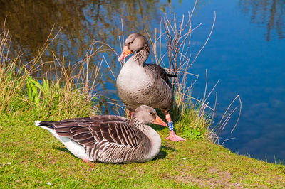 View of birds on lakeshore