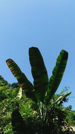 Low angle view of tree against clear sky