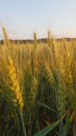 Close-up of wheat field against sky