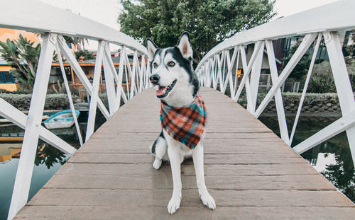 Dog sitting on wooden footbridge over river