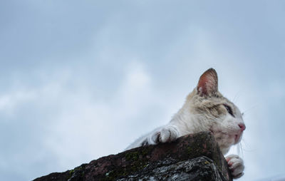 Close-up of cat against sky