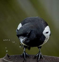 Magpie feeding