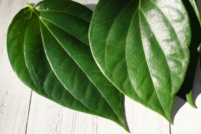 Close-up of fresh green leaves