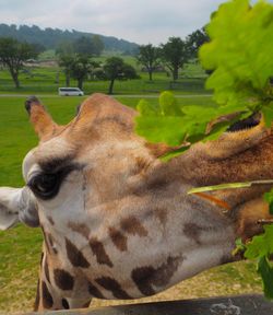 Close-up of giraffe eating leaves on field