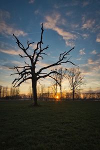 Silhouette bare tree on field against sky at sunset