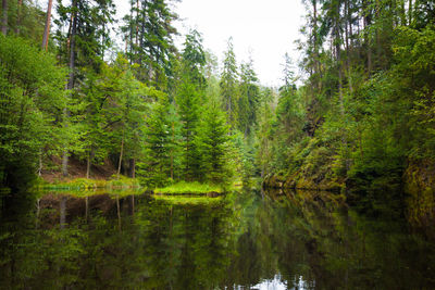 Reflection of trees in forest against sky