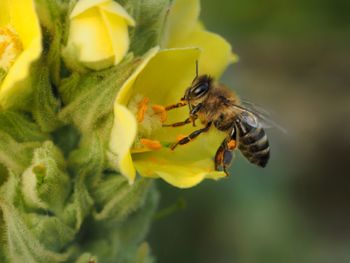 Close-up of bee pollinating on flower