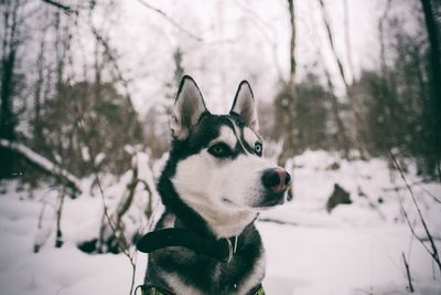Husky on snow covered landscape
