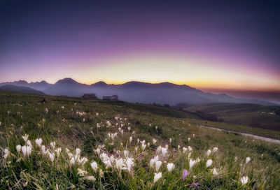 Scenic view of flowering field against sky during sunset