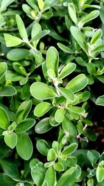 Close-up of plants