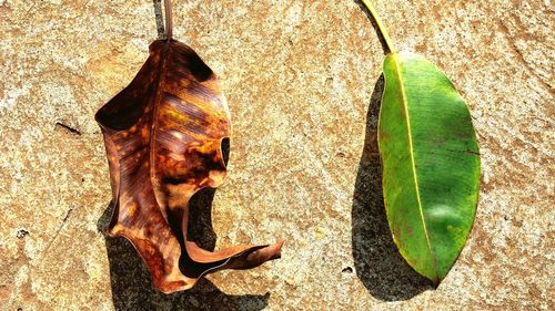 Close-up of lizard on leaf