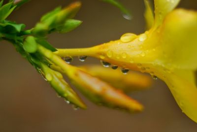 Close-up of raindrops on yellow flower