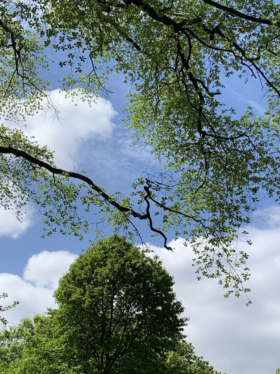 LOW ANGLE VIEW OF TREE AGAINST CLOUDY SKY