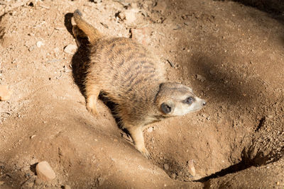 View of sheep in a sand