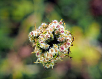 Close-up of flowering plant