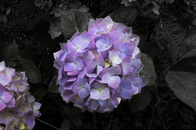 High angle view of purple flowering plant