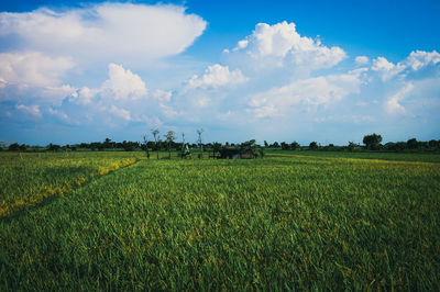 Scenic view of field against sky