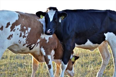 Cows standing in a field