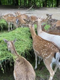 Deer standing in a field