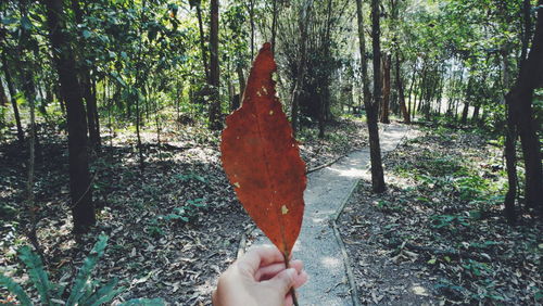 Person hand holding leaves in forest