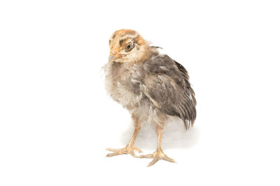 Close-up of bird against white background
