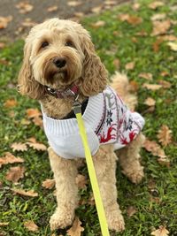 Close-up of dog on field