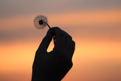 Silhouette hand holding dandelion against sky during sunset