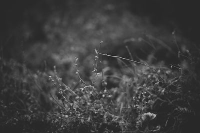 Close-up of plants on field