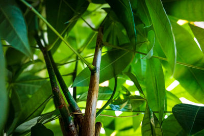 Close-up of green leaves