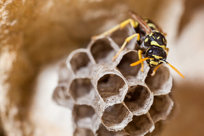 Female paper wasp building her nest