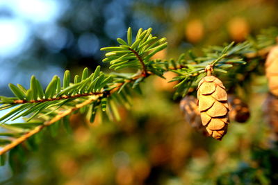 Close-up of green spruce tree with cones