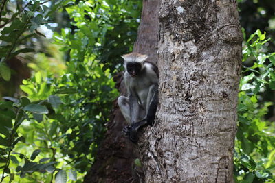 Close-up of monkey on tree trunk