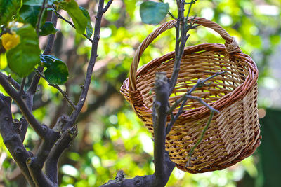 Close-up of bird perching on tree