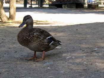 Close-up of mallard duck