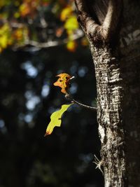 Close-up of butterfly on tree trunk