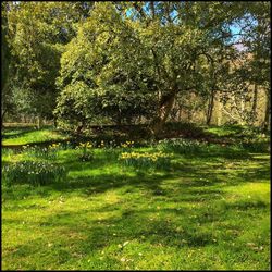 Trees on grassy field