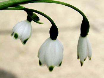 Close-up of flowers against blurred background