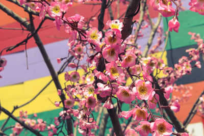 Close-up of pink cherry blossom tree