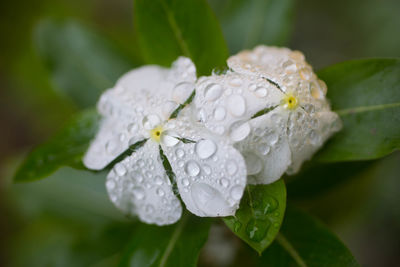 Close-up of wet white flower blooming outdoors