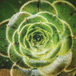 Close-up of succulent plant