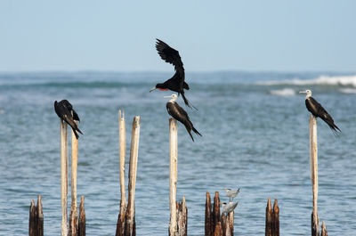Birds on wooden posts over sea