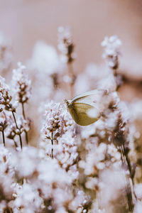 Beautiful pieris rapae in the wild czech nature sits on a plant and rests after a demanding flight