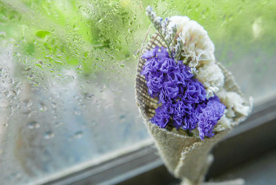 Close-up of wet purple flower on glass window