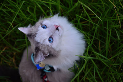 Maui the ragdoll cat on his daily walk.