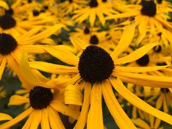 Close-up of sunflower blooming outdoors